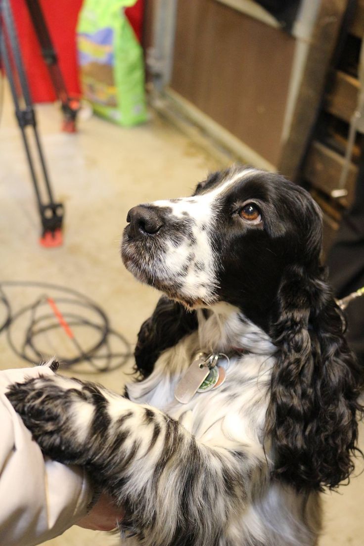 a black and white dog is being petted by someone's hand in a garage