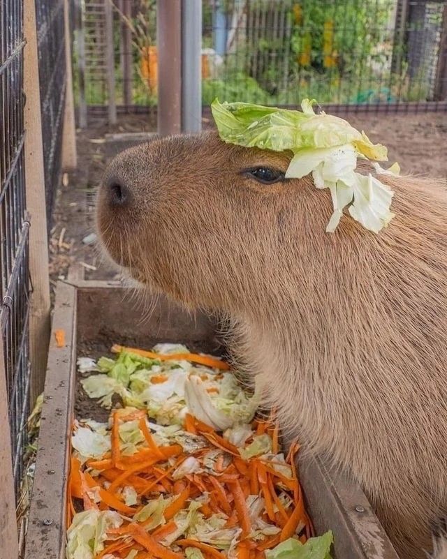 a capybara eating carrots and lettuce in its cage