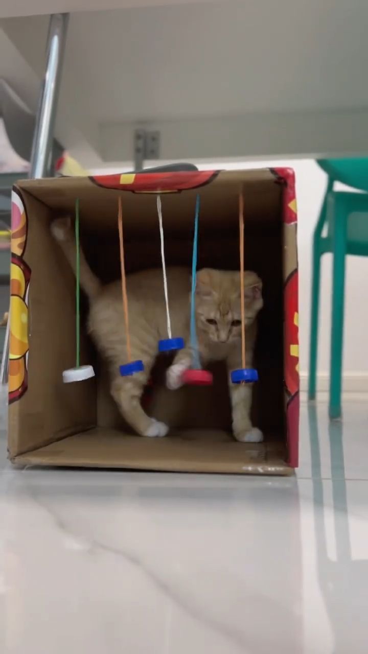 a cat in a box with toothbrushes hanging from it's sides and inside