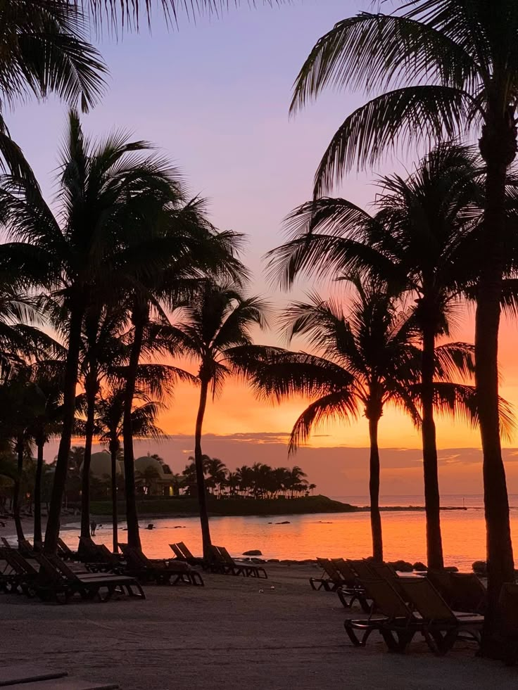 palm trees line the beach as the sun sets