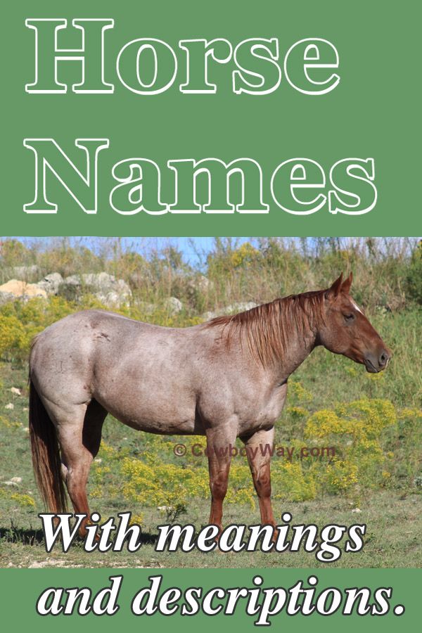 a horse standing on top of a grass covered field with the words, horses names