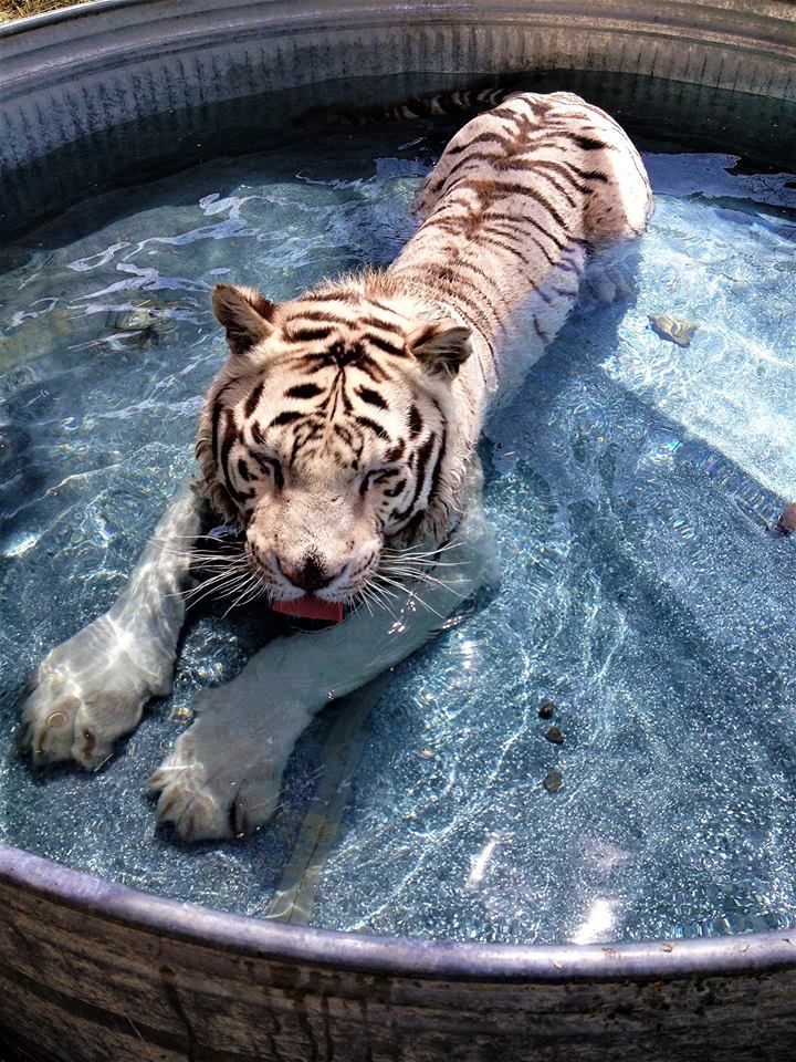 a tiger laying in the water with its mouth open