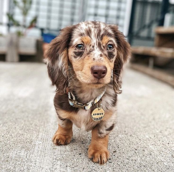 a small brown and black dog standing on top of a cement floor next to a building