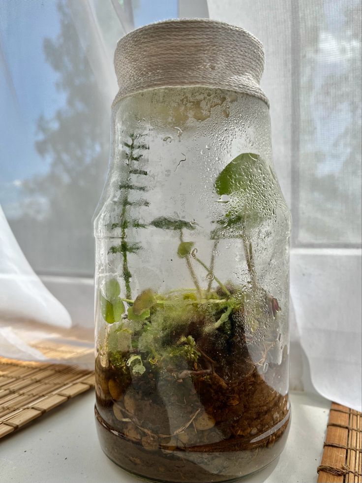 a glass jar filled with plants and dirt