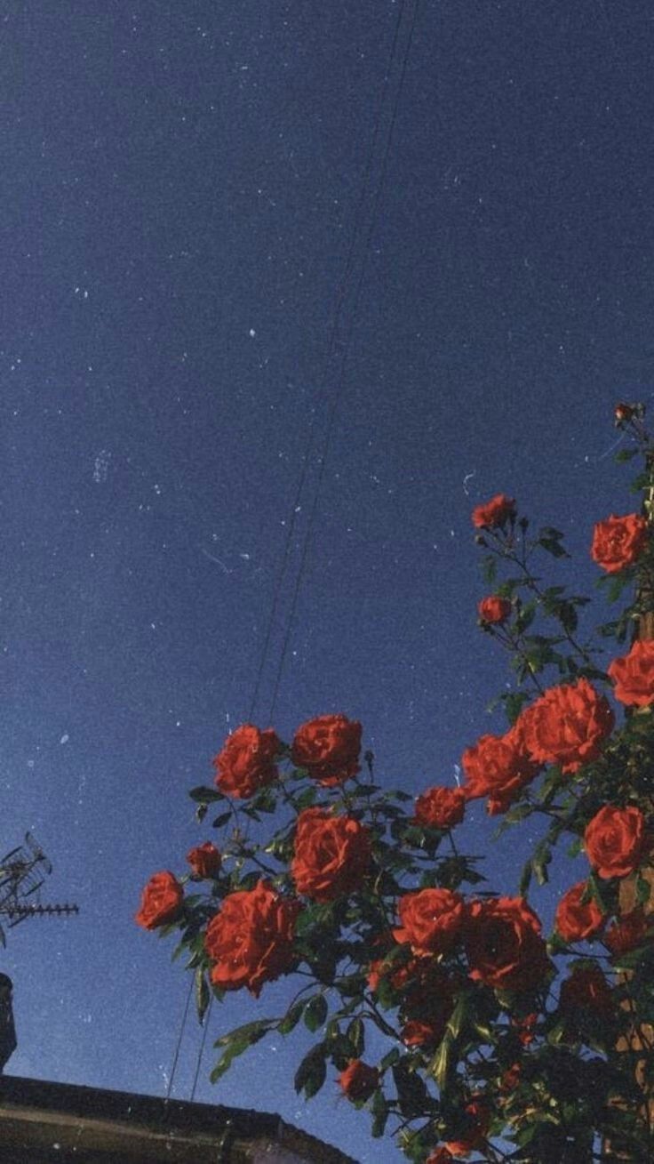 red roses are blooming in the foreground, against a blue sky with stars