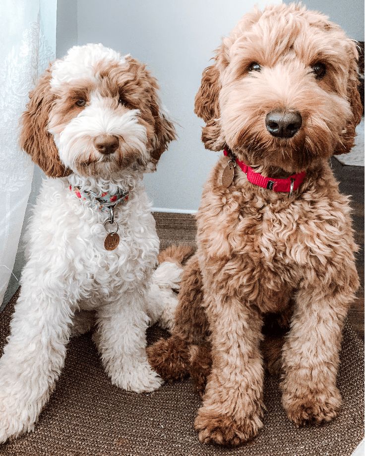 two brown and white dogs sitting next to each other