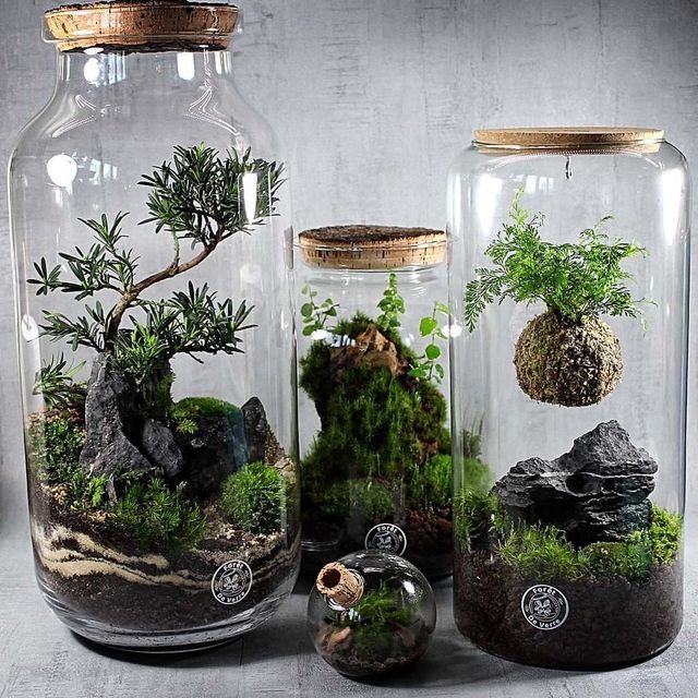 three glass jars with plants and rocks in them, one containing moss and the other containing mushrooms