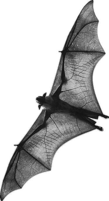 a black and white photo of a flying bat