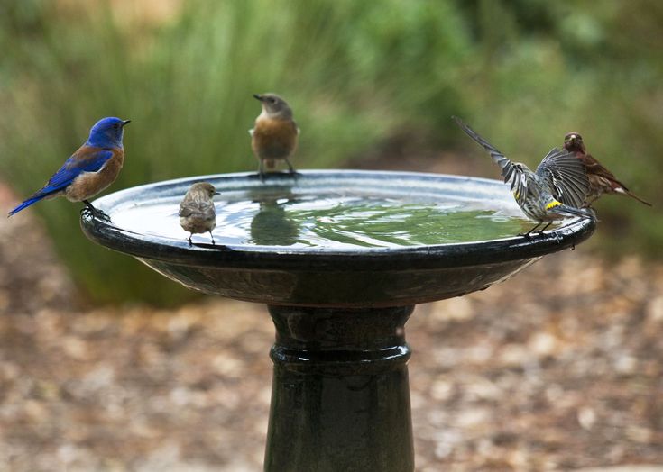 three birds are sitting on the edge of a birdbath and drinking from it