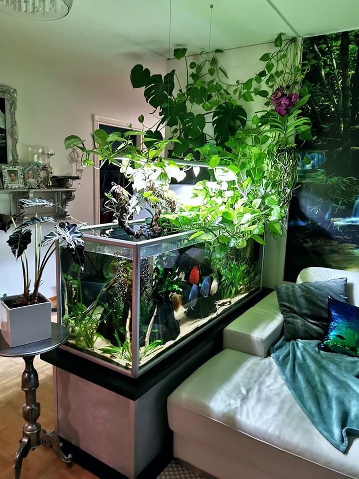 a fish tank with plants in it sitting next to a couch