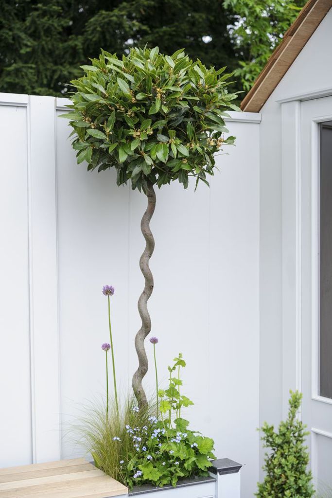 a potted tree next to a white fence