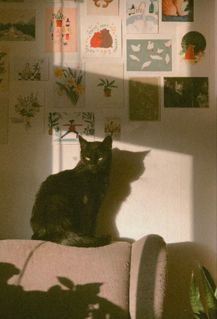 a black cat sitting on top of a couch next to a wall covered in pictures