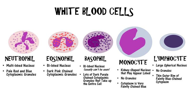 the different types of white blood cells