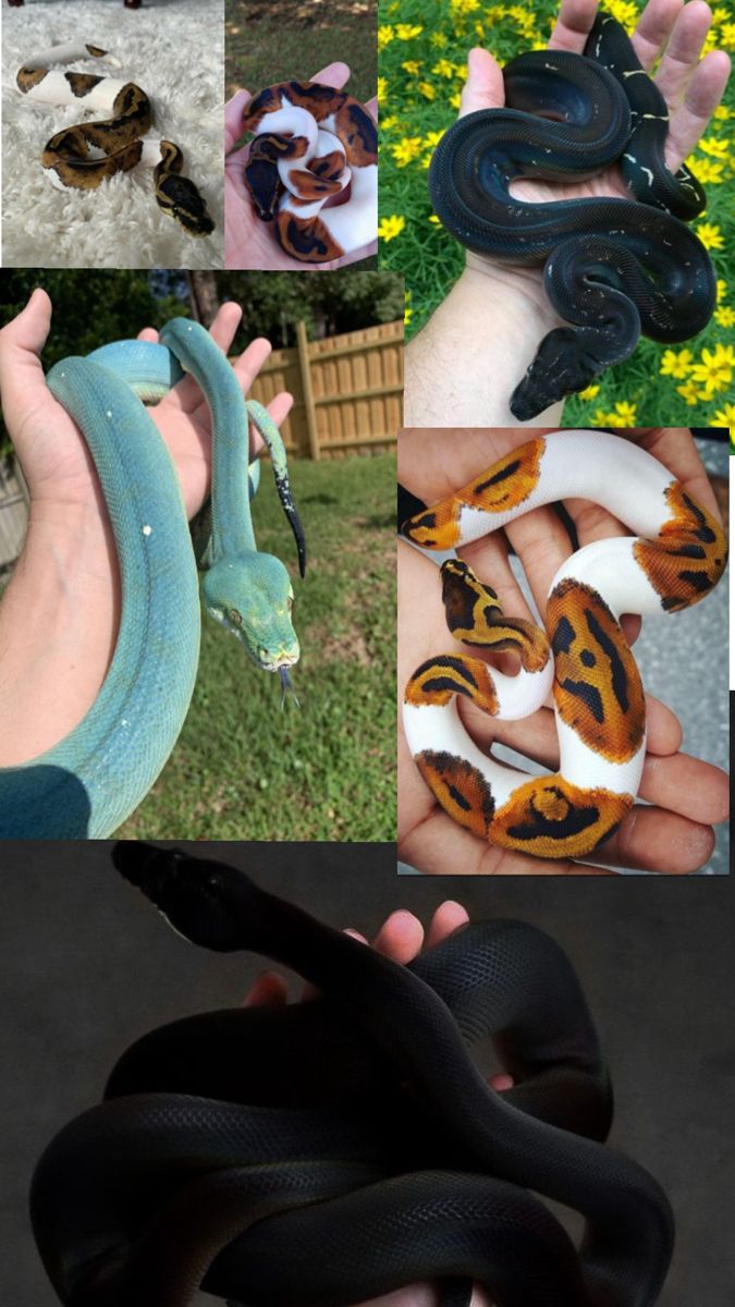 several different types of snakes are shown in this collage