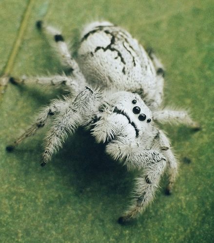 a close up of a spider on the ground