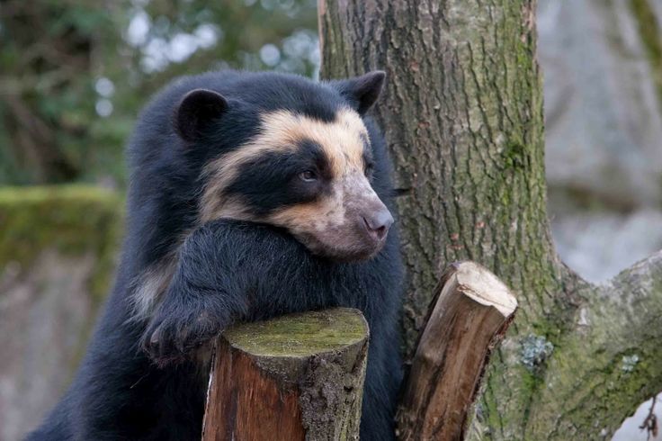 a large black bear sitting on top of a wooden post next to a tree trunk