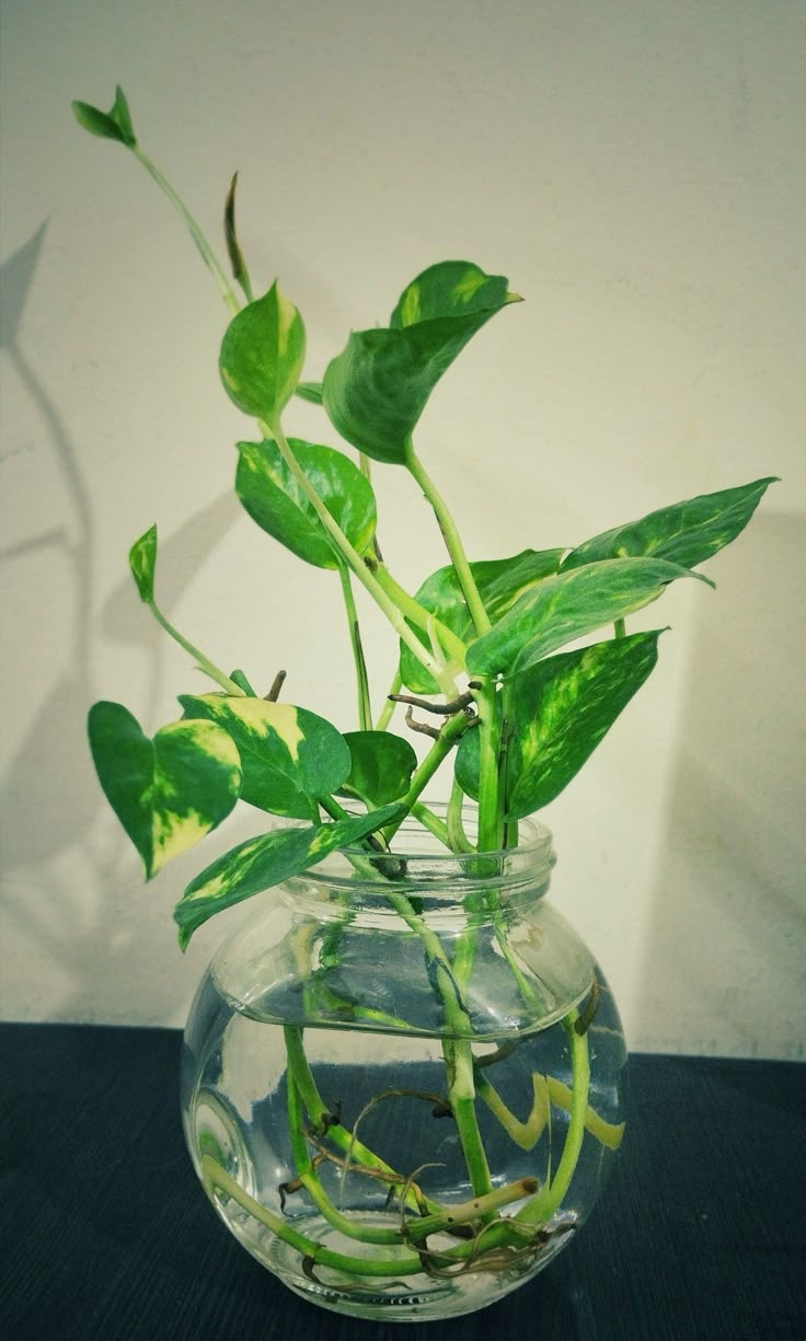 a glass vase filled with water and plants