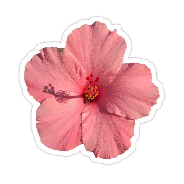 a pink flower on a white background