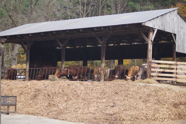 several cows are eating hay in front of a covered area with a metal roof and fence