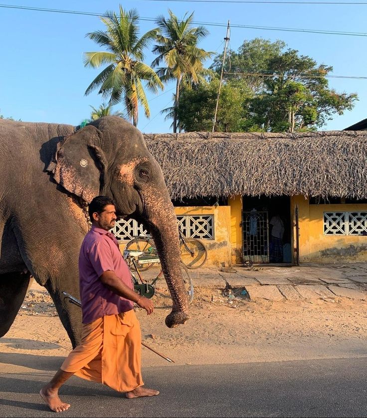 an elephant is walking down the street with a man