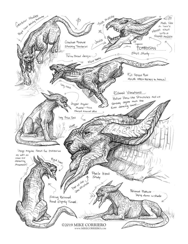 some drawings of different types of dinosaurs