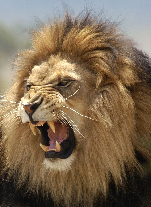 a lion with its mouth open and it's teeth wide open, showing his teeth