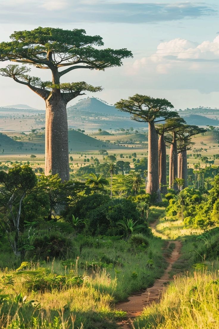 the trees are tall and have green leaves on their tops, as well as grass