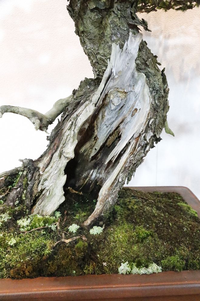 a bonsai tree with moss growing on it