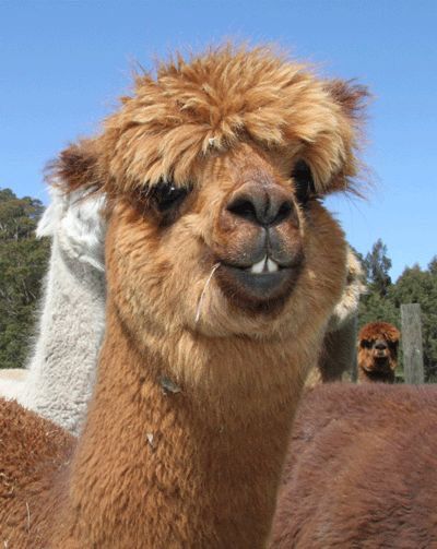 an alpaca is standing in front of other llamas on a sunny day