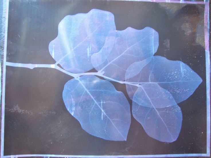 some leaves are sitting on top of a glass plate with purple border around them and one leaf has been cut in half