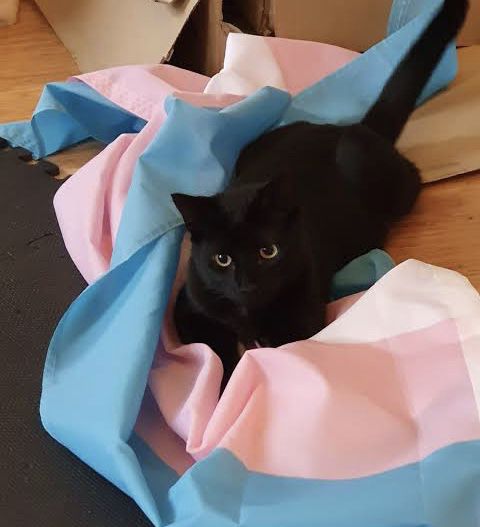 a black cat laying on top of a blue and pink blanket