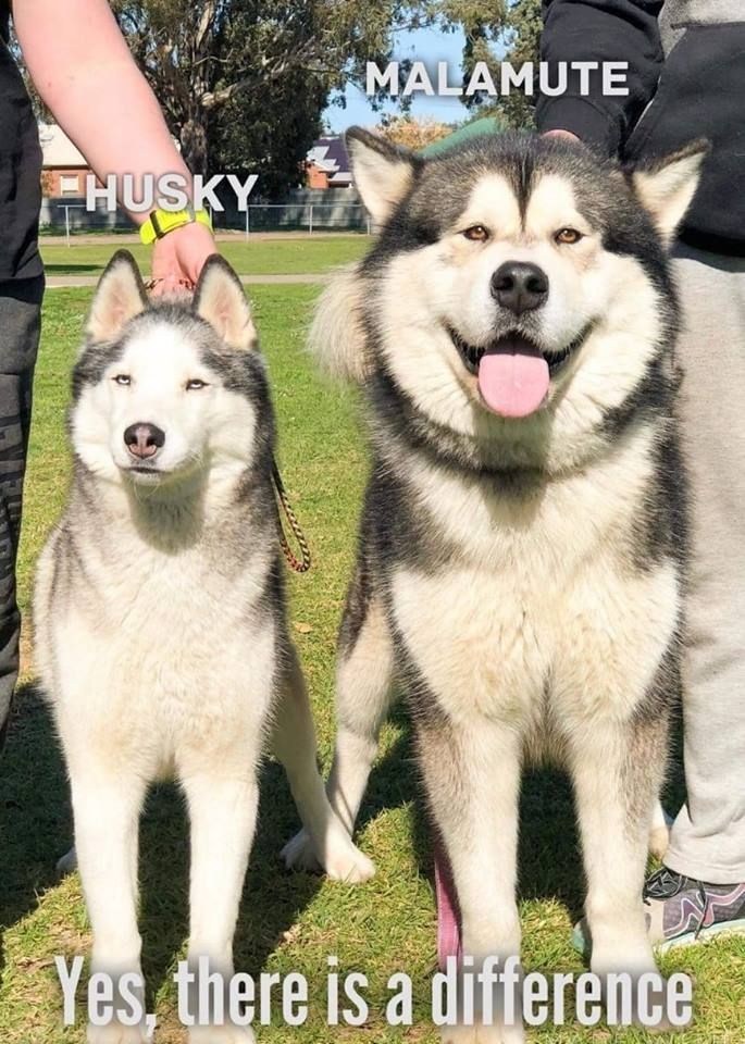 two dogs standing next to each other on top of a grass covered field with the caption husky, there is a different breed