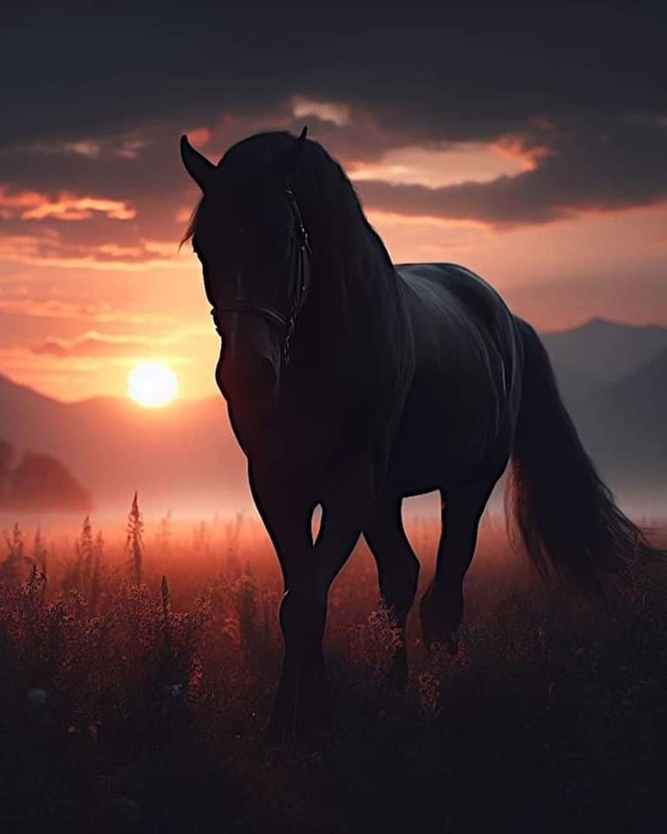 a horse standing on top of a grass covered field at sunset with the sun in the background