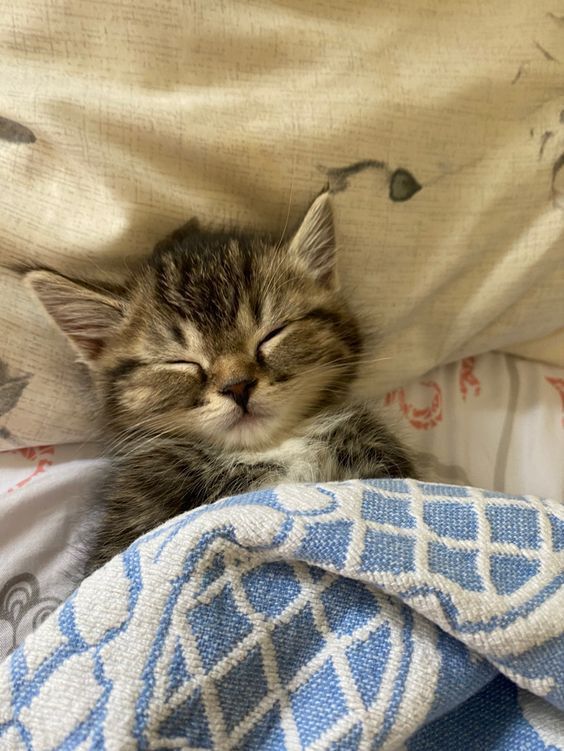 a small kitten sleeping on top of a blanket