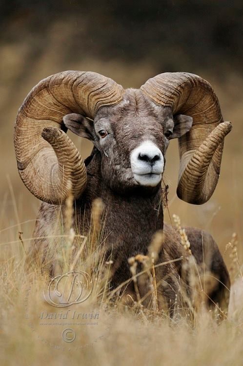 a ram with large horns standing in tall grass