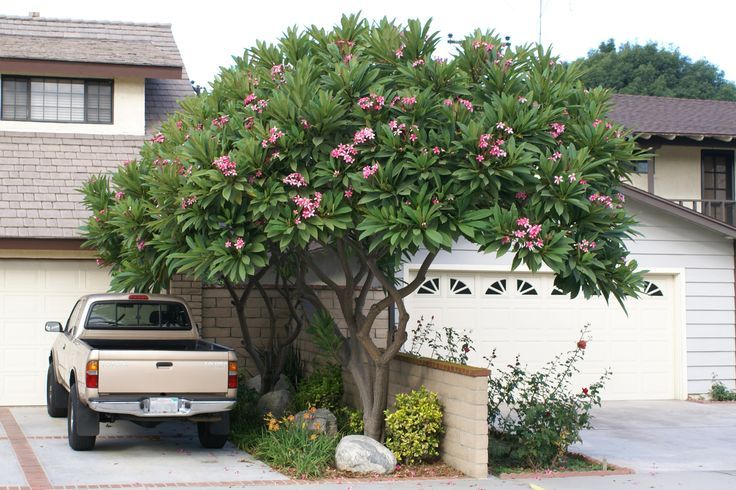 a truck parked in front of a tree with pink flowers