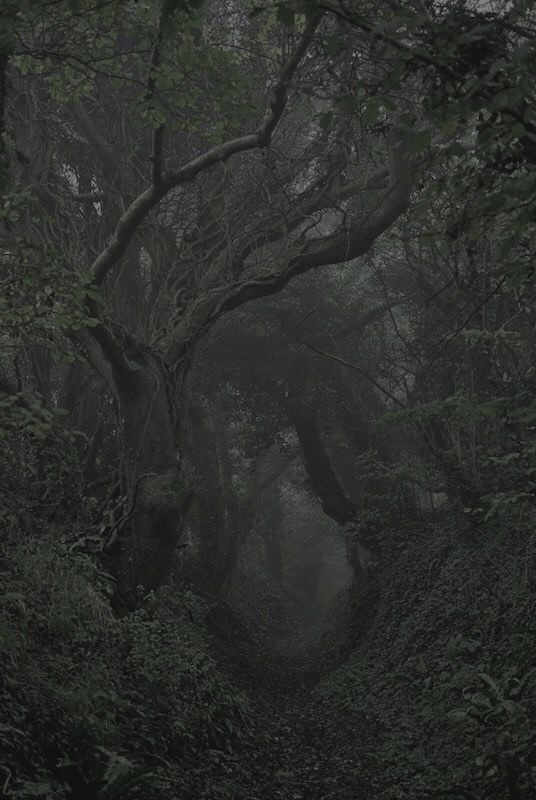 a path in the middle of a dark forest