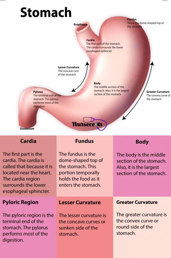 the stomach is labeled with different types of organ organs and their corresponding functions in each section