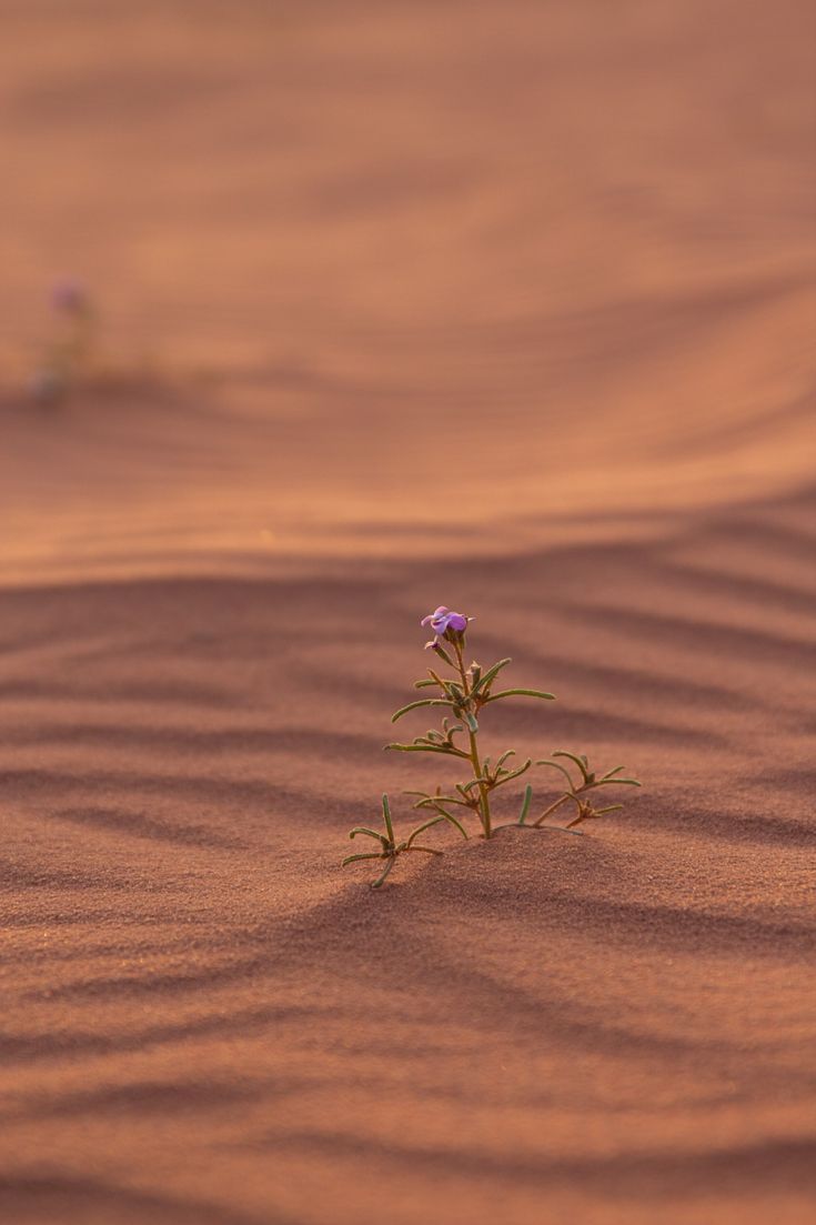 a small plant growing out of the sand in the middle of nowhere, with tiny purple flowers