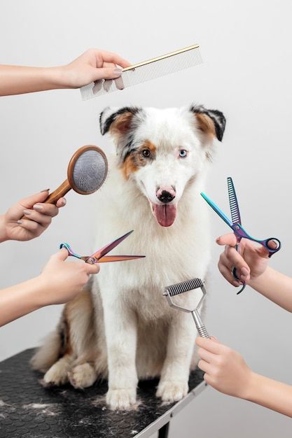 the dog is getting his hair cut by several people with scissors and combs on it's head