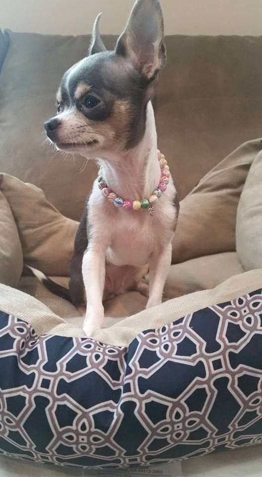 a small dog sitting on top of a couch