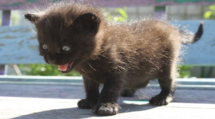 a small black kitten standing on top of a wooden floor next to a green bench