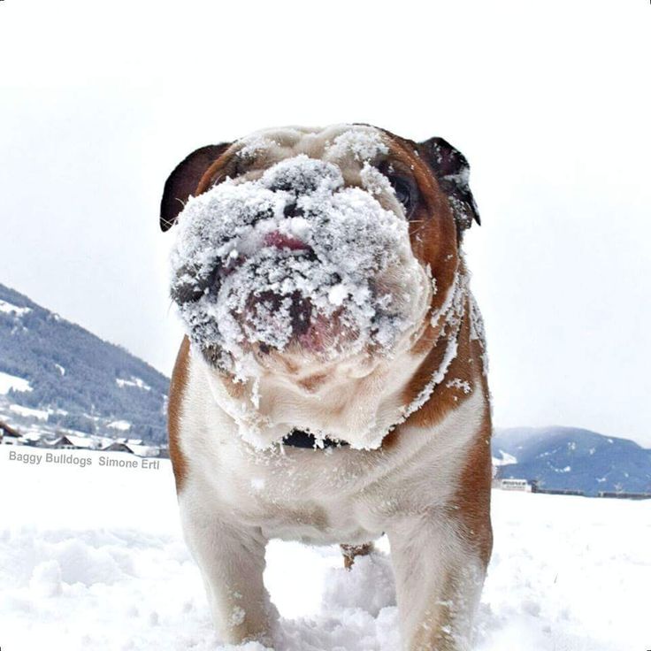 a brown and white dog standing in the snow with it's face covered by frost