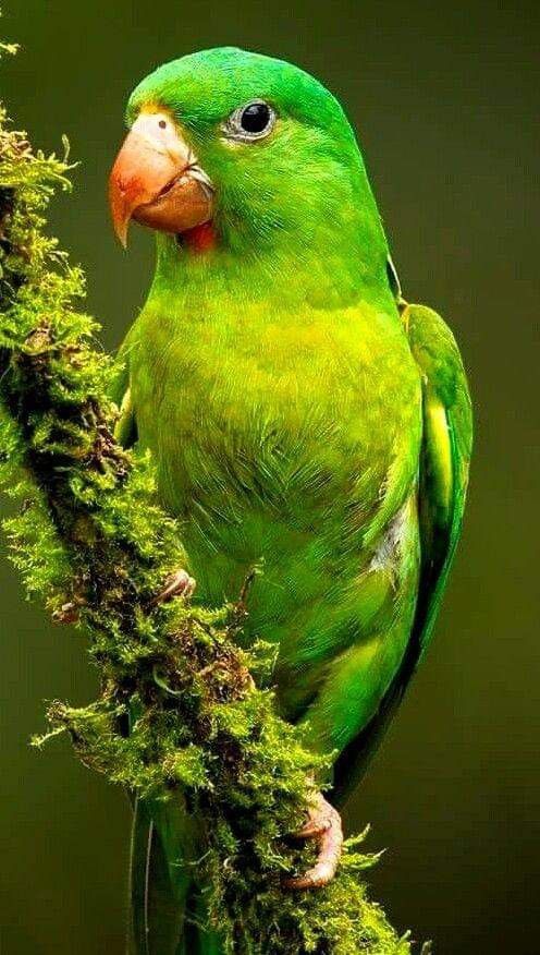 a green parrot perched on top of a tree branch with moss growing all over it's body