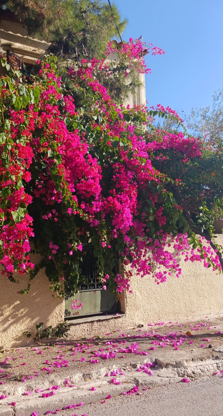 pink flowers growing on the side of a building