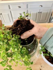 a person is holding plants in their hands