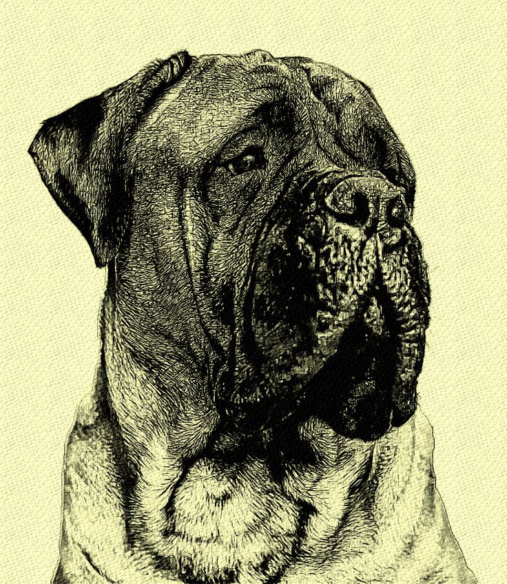 a black and white drawing of a dog