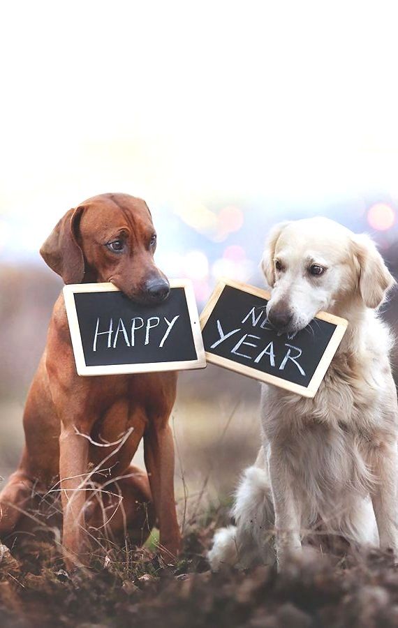 two dogs sitting next to each other holding chalkboards with the words happy new year written on them