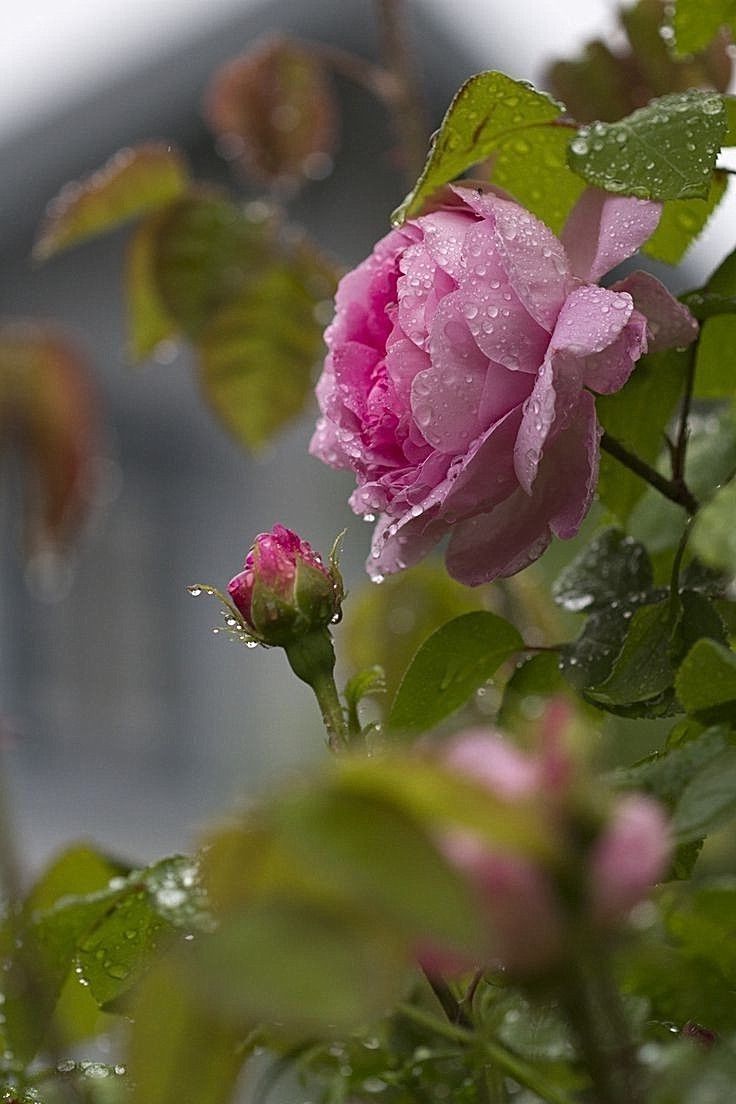 a pink rose with water droplets on it's petals in the foreground and a building in the background