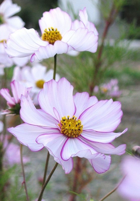 pink and white flowers with yellow centers in a garden